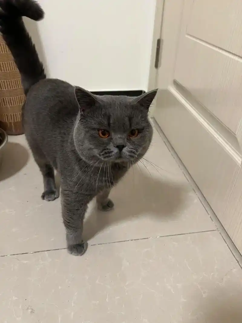 一岁半的蓝猫弟弟 性格温和喜欢撒娇粘人随叫 - 抖音