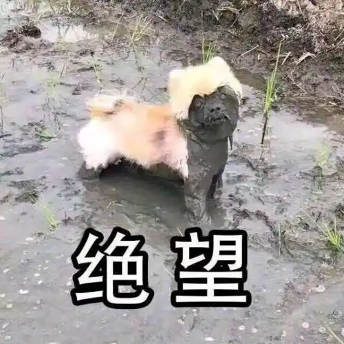 萌宠gif喵星人gif绝望gif无助gif呆萌gif可爱gif