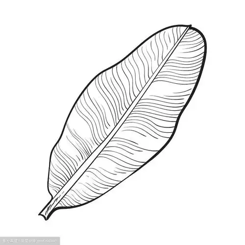 芭蕉叶的素描