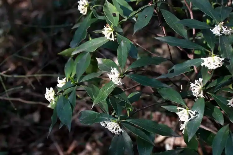 毛瑞香瑞香科瑞香属