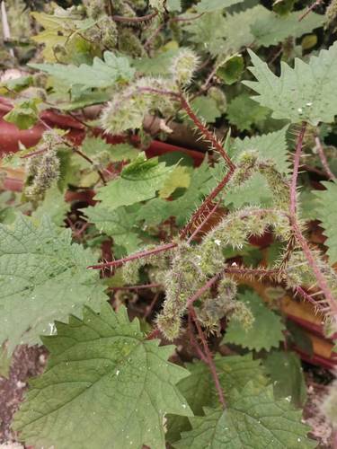 四川遂宁现采新鲜红火麻红杆荨麻草新鲜藿麻苗根茎红禾麻红活麻