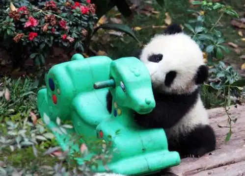 大熊猫得到摇椅,舒服地坐在椅子上翘二郎腿,网友:隔壁二大爷