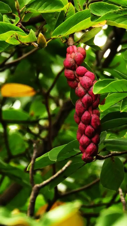 美丽的玉兰花,果实是这个样子的