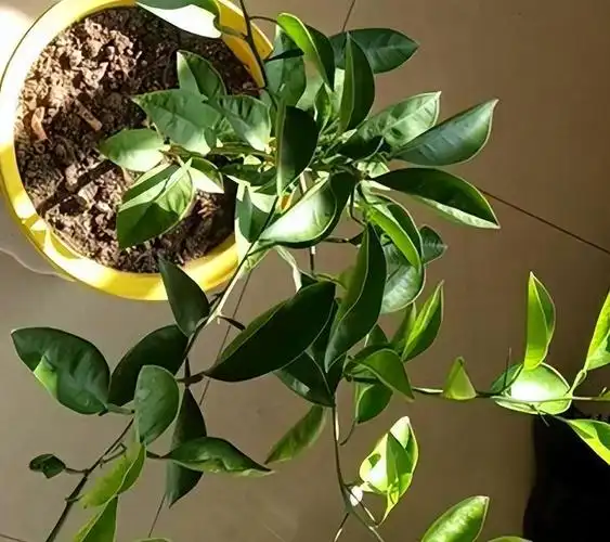 种植沃柑的技巧,追肥和浇水需注意的事项