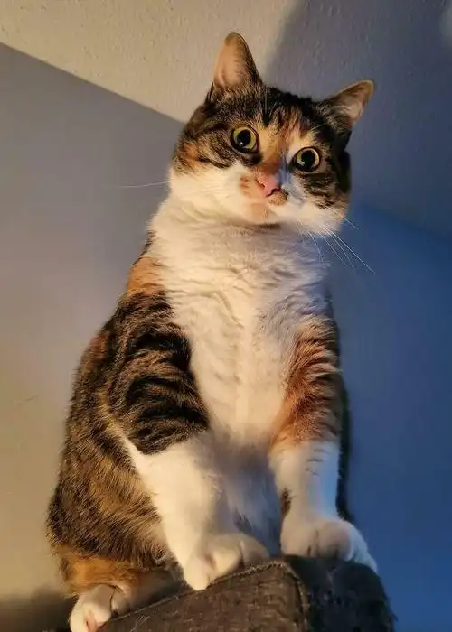 萌趣爆棚35张猫咪搞笑瞬间让你笑不停