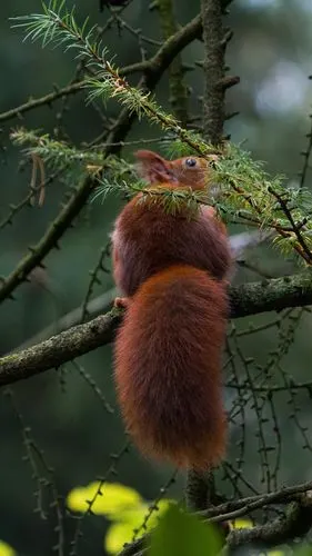 松鼠,尾巴,树 iphone 壁纸