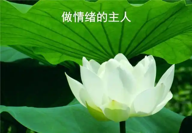 人生就是一场控制好情绪的战役,只有控制好情绪,我们才能把握住人生.