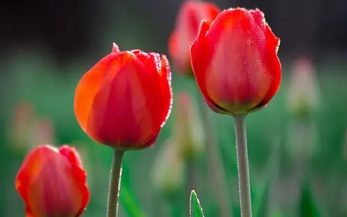 清新好看的郁金香高清图片桌面壁纸