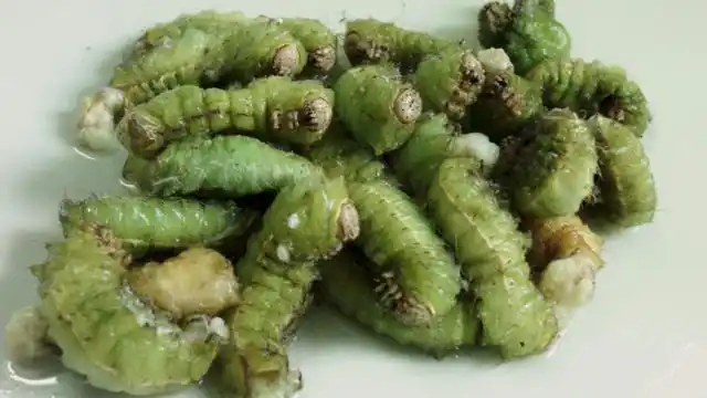 50块钱吃一顿青蚕虫,这道菜你敢吃吗