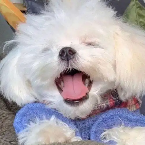 大家可以分享特别可爱有趣的背景图壁纸头像之类的吗