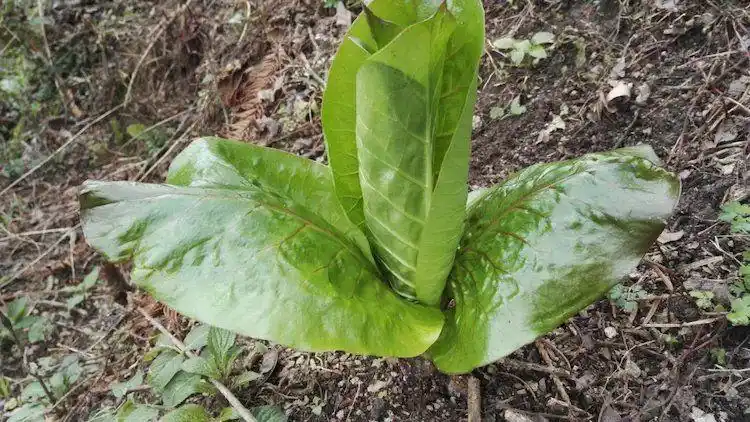 荞麦叶大百合花