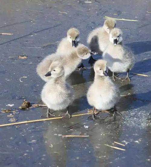 黑天鹅的童年(4)