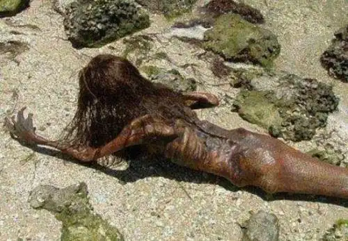 美人鱼是不是真的存在海底真正美人鱼的照片曝光2