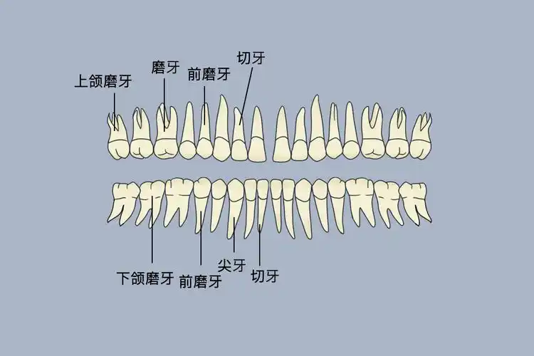 牙齿形态解剖图功能牙齿是人体内最坚硬的器官,具有咀嚼食物和辅助