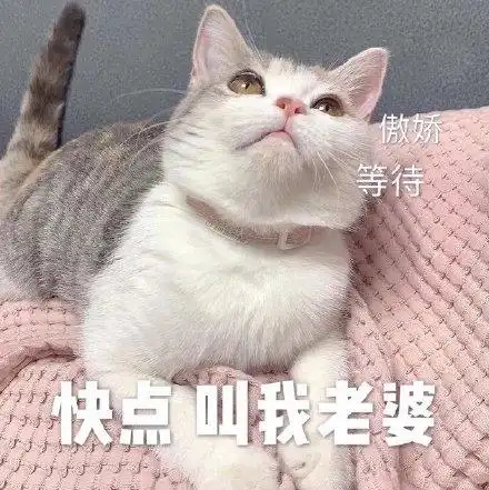 傲娇等待快点叫我老婆 - 今日份猫猫表情包