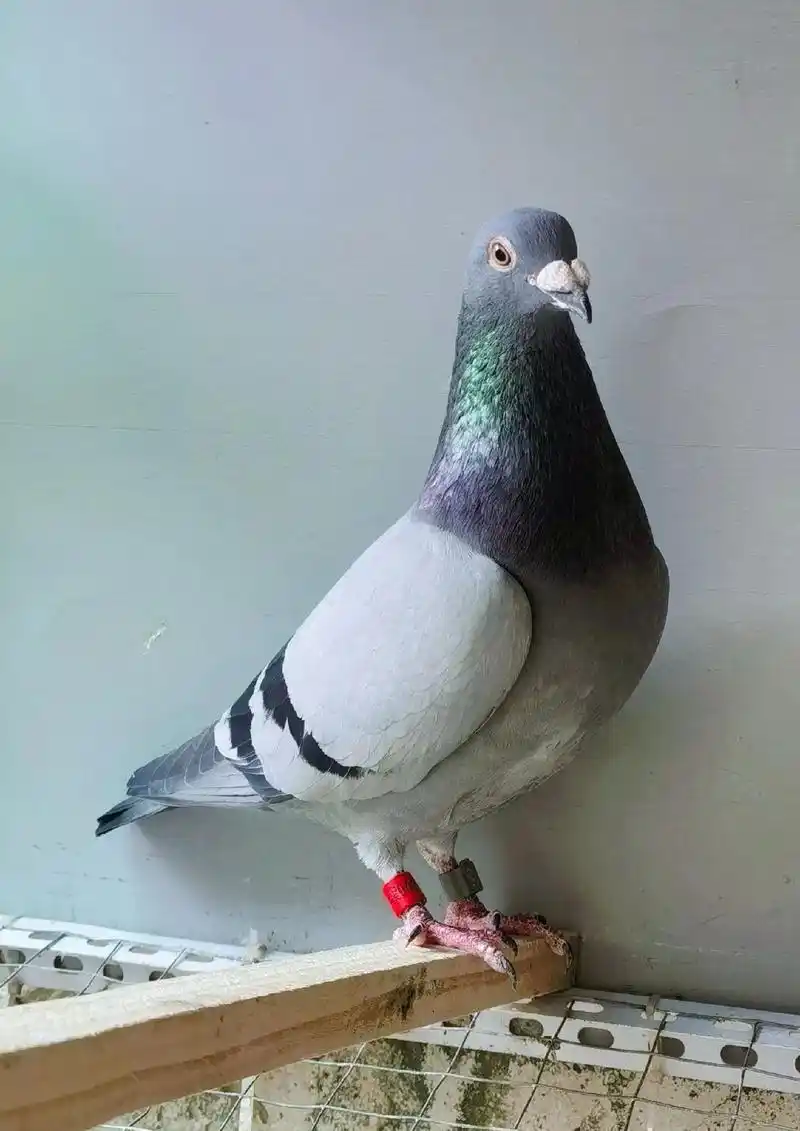 22年包头市九原区麻庆赛鸽俱乐部