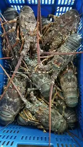 69元可以吃到一只大龙虾青龙价格跌至历年最低日销量狂降60