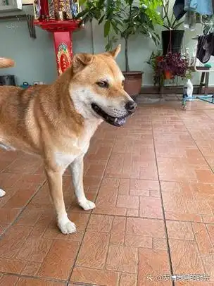 柴犬串中华田园犬