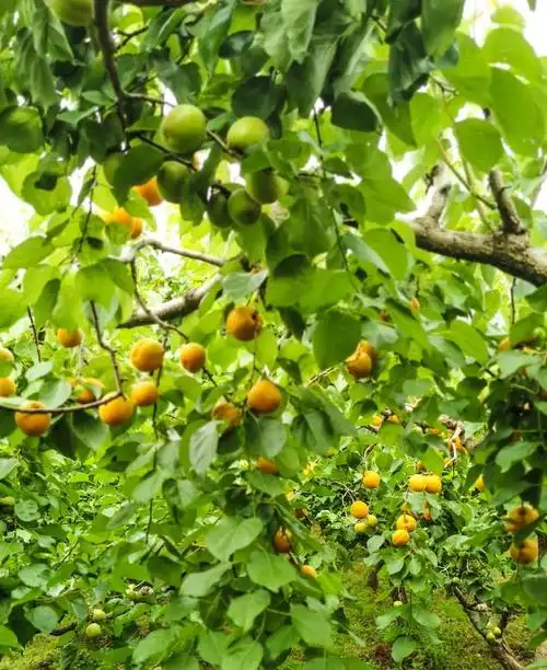 杏林春暖指什么