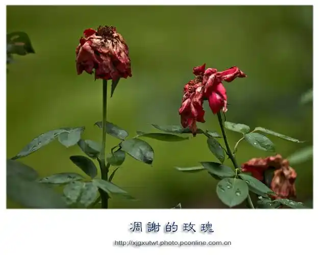 凋谢的玫瑰