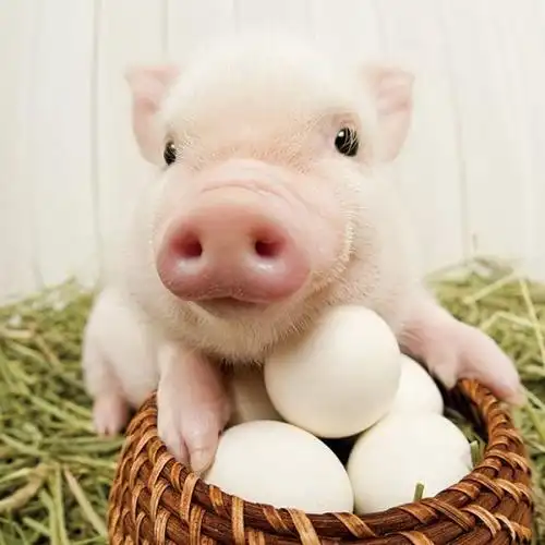 小猪小猪肥嘟嘟