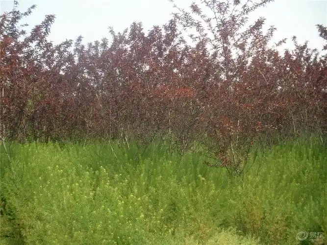 【智勇杂苑】看到红叶碧桃的果实了!