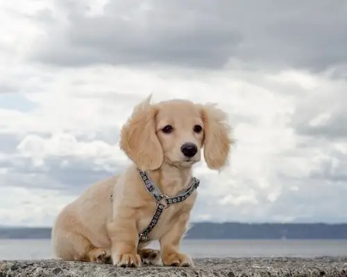 精选英国可卡犬高清图片电脑桌面壁纸下载_动物壁纸_壁纸下载_美桌网