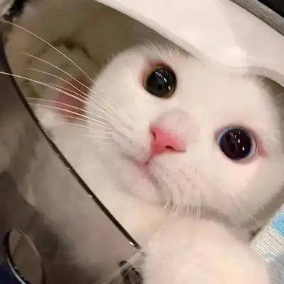 可爱胖猫咪头像高清适合做头像的搞怪猫咪胖猫咪