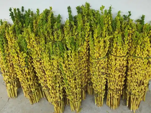 农村人用来烧火的芝麻杆如今有人高价收购这东西能用来干嘛