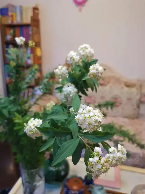 一花一叶高山绣线菊