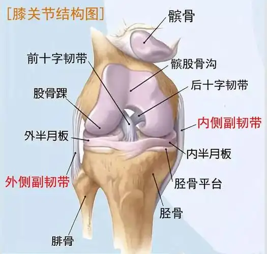 前交叉韧带损伤会导致膝关节不稳,外侧副韧带和内侧副韧带分别从两侧