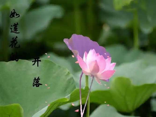 《错误》郑愁予阅读答案