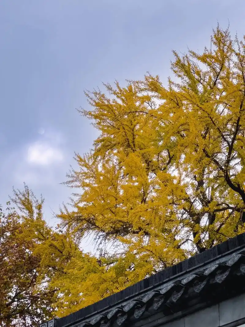 盐阜路的银杏树 黄了 秋风起,残叶落.#扬州 #摄影 #银 - 抖音