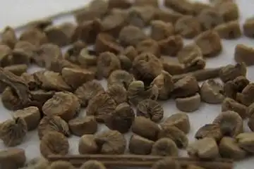 冬葵果的功效与作用-图片-禁忌-乡间郎中