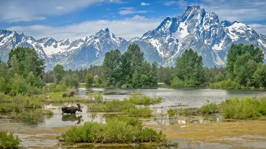 必应壁纸 20210713 驼鹿穿过莫兰山下的池塘