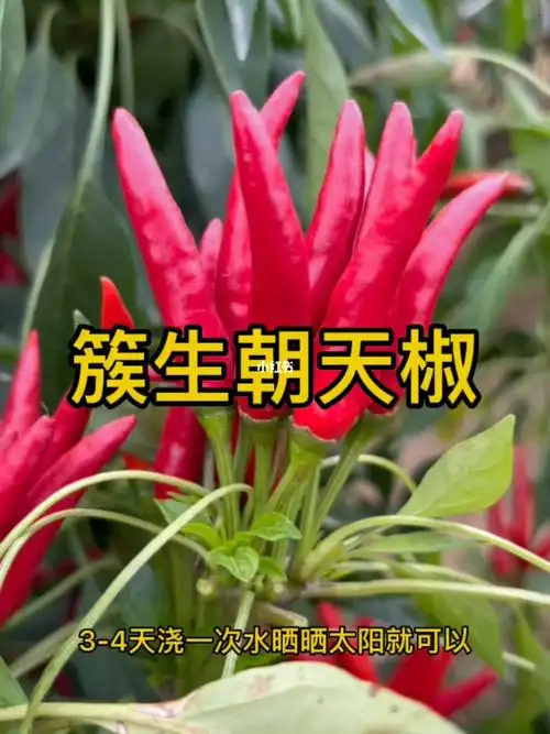 簇生朝天椒苗