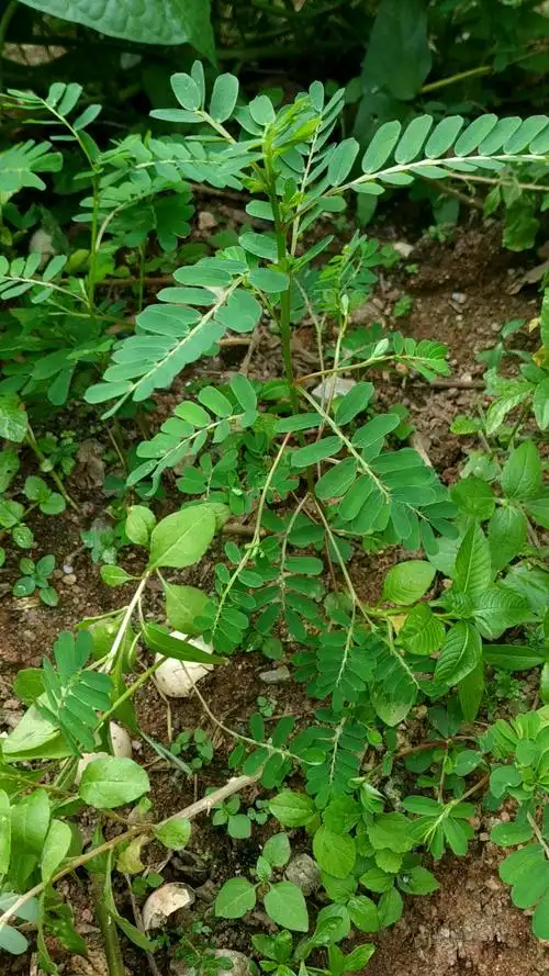 草药叶下珠的功效,清热解毒,健脾消积,清肝明目,利湿通淋.-度小视