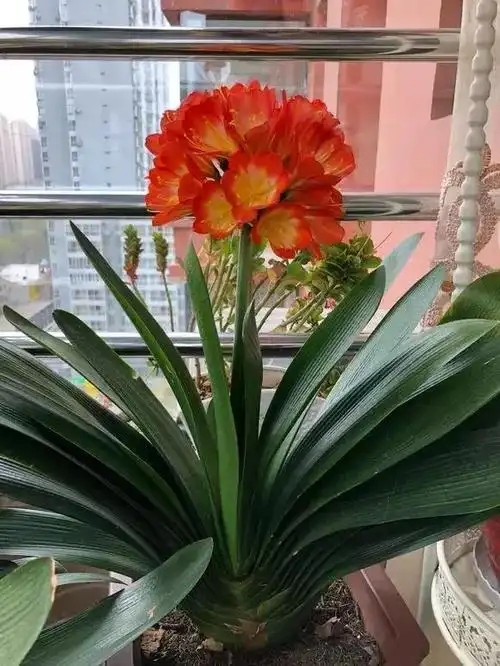 室内养十种花最好旺财图片,6种人间富贵花,家里养一盆,吉祥如意又招财