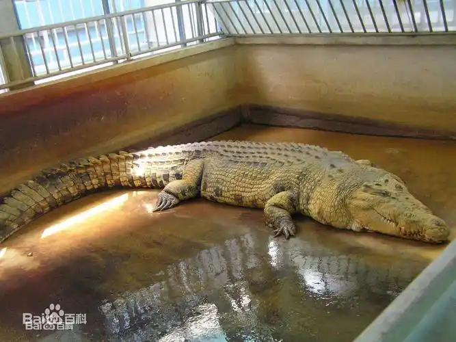 湾鳄和尼罗鳄外貌有什么区别,求图片