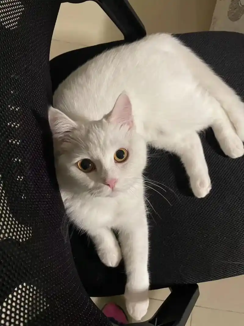 英短纯白有偿领养