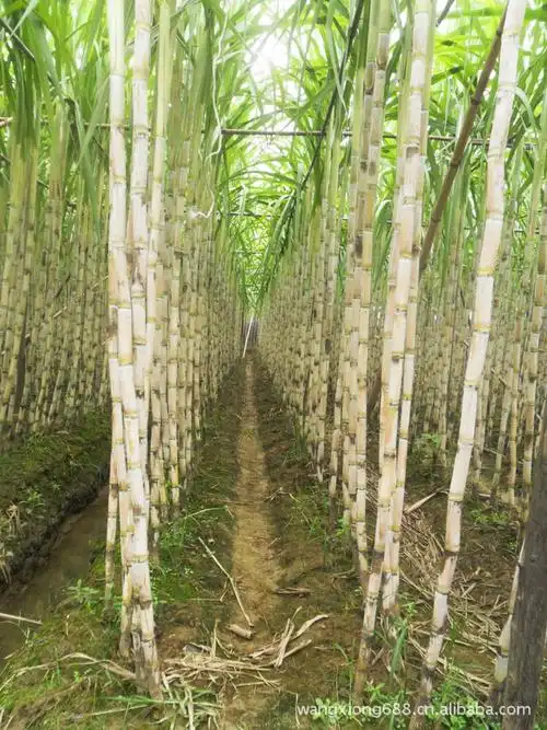 白蔗 甘蔗批发 广东甘蔗 批发甘蔗