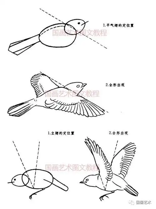 简单明了!画鸟的一般程序与基本练习