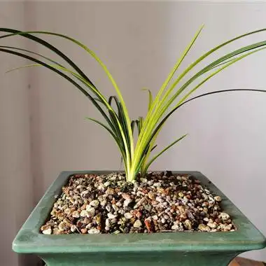 阳台草-蕙兰黄心草黄变形草