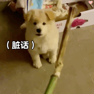 狗狗表情包动图