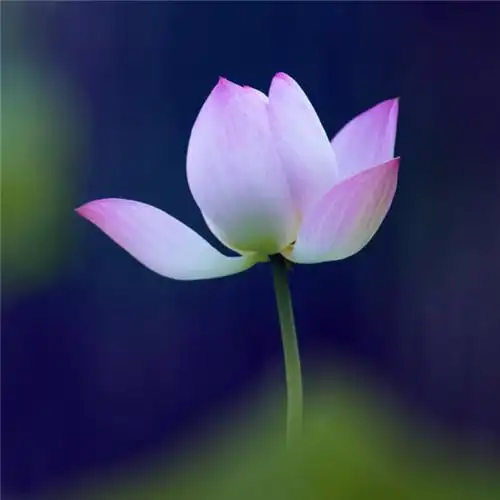 微信最吉利的好看头像风水好聚财转运的最吉利头像图片