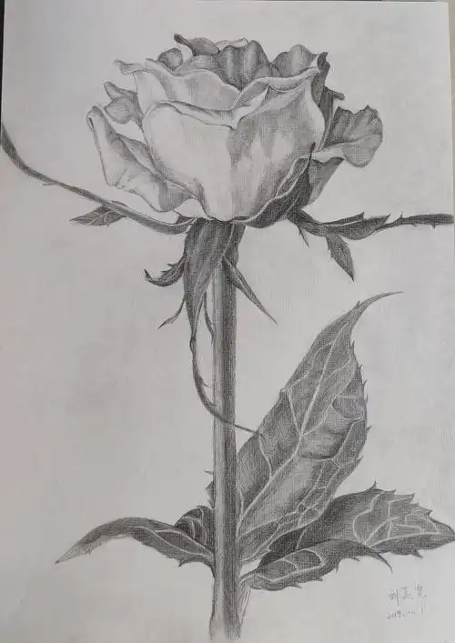 花千骨之画离画落小说_花画图片大全简单素描_素描玫瑰花怎么画