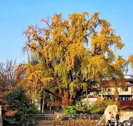 晴川历历汉阳树