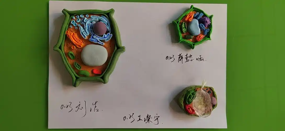 建微知著展模型之美记石家庄市第四十四中学高一年级生物探究实践活动