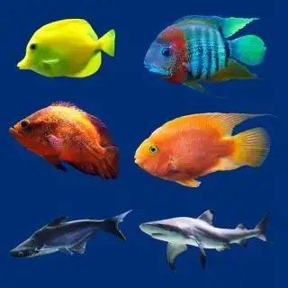 彩色的海洋鱼类高清素材图片