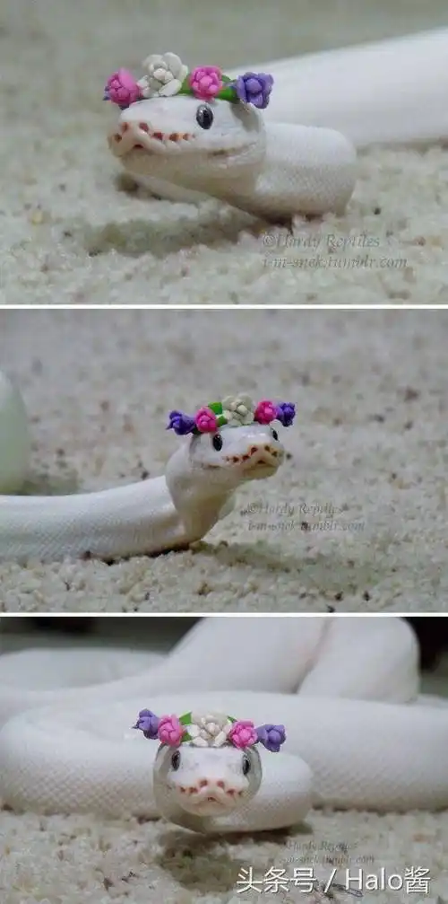 30张会让人改变心意爱上小蛇蛇的可爱萌照